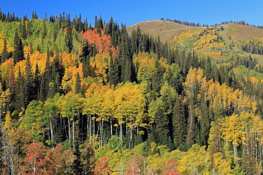 Fall Colors in Deer Valley, UT