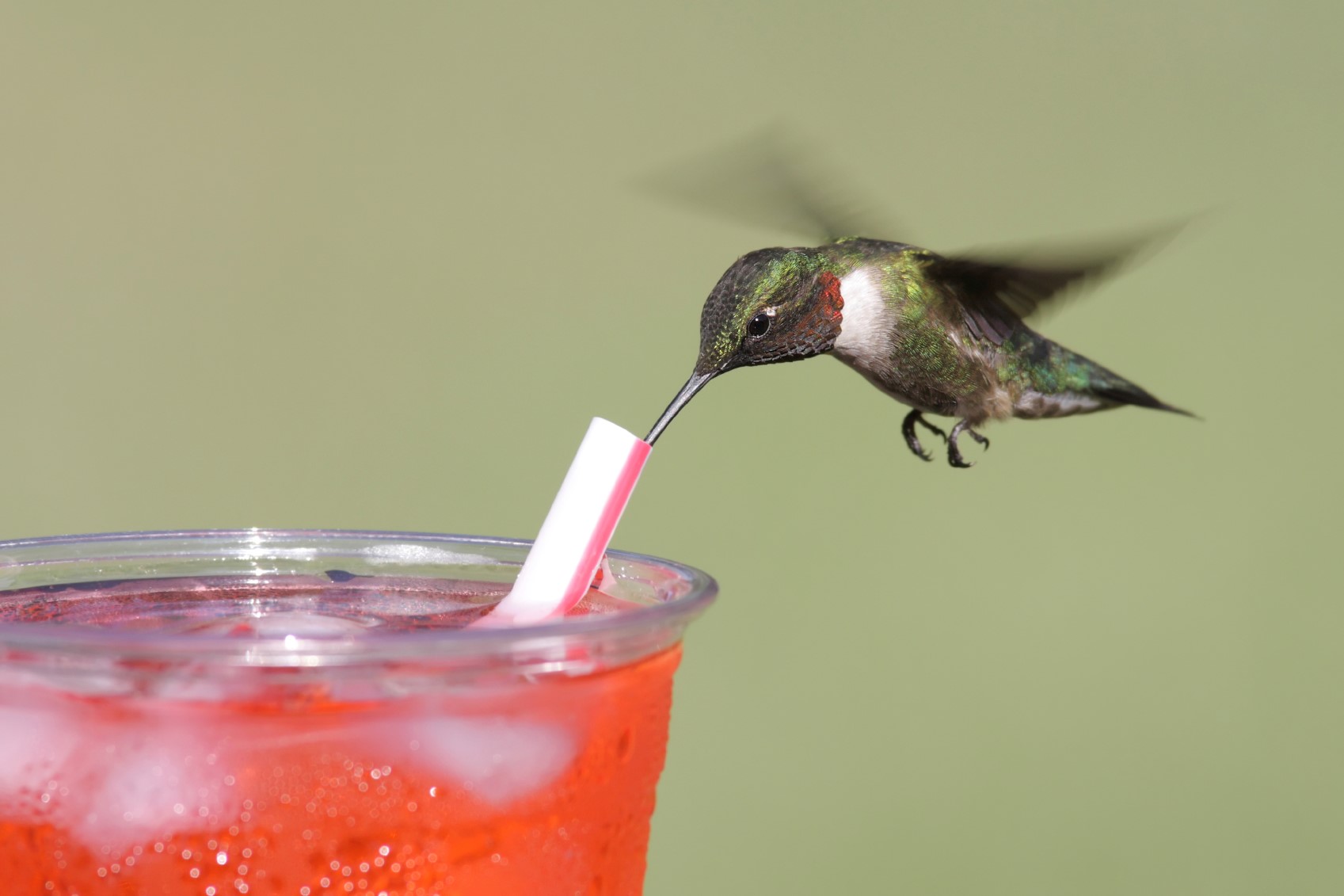 hummingbird orange soda.jpg