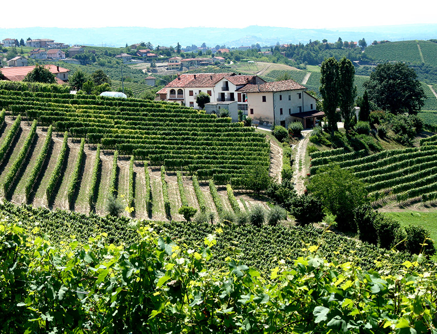 Piedmont Vineyards